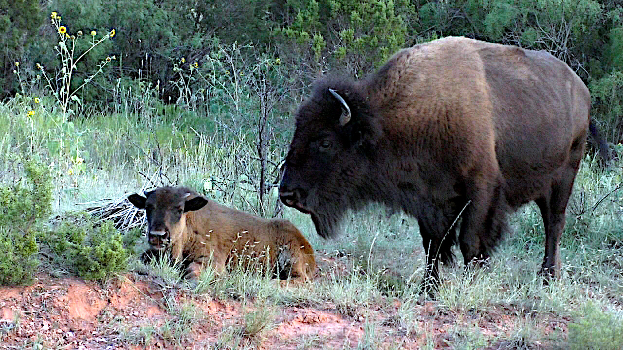 Texas Bison